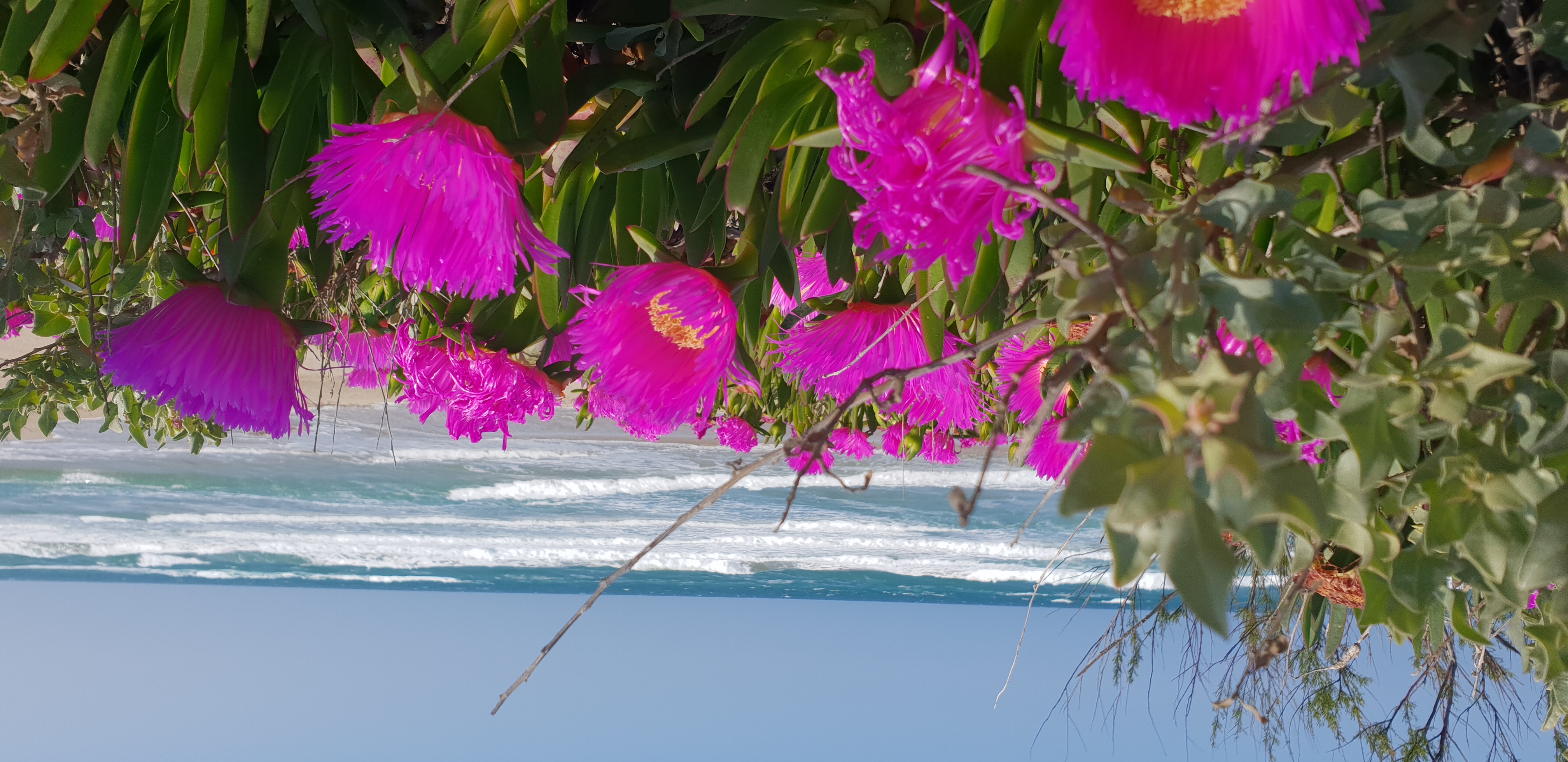 Fleur du printemps sur la plage