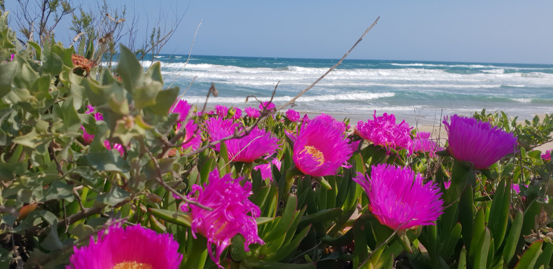 Fleur du printemps sur la plage