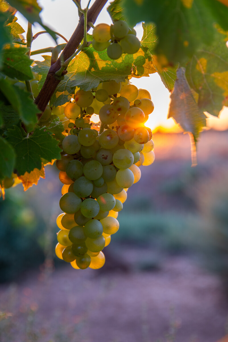 Vineyard - © Office de Tourisme Archipel de Thau