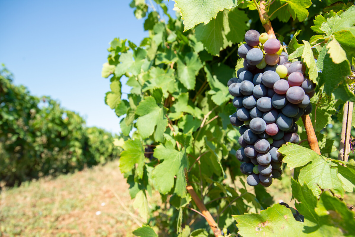 Vineyard - © Office de Tourisme Archipel de Thau